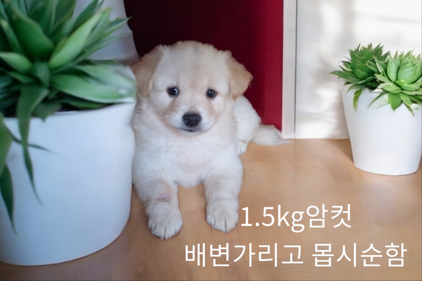 엄마는스피츠 이미지 파일 입니다.